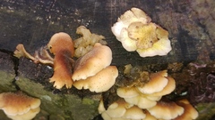 Basidiomycota