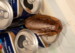 Archimandrita tessellata