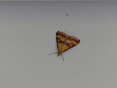 Pyrausta sanguinalis