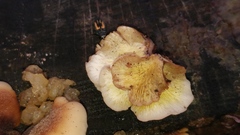 Basidiomycota