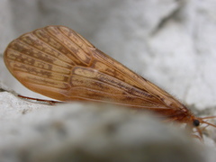 Halesus digitatus