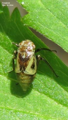 Diodontophorus