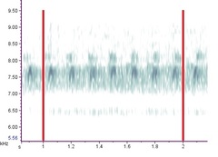 Allonemobius tinnulus