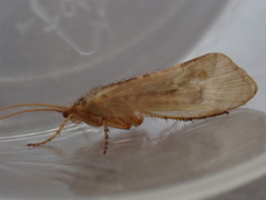 Limnephilus flavicornis