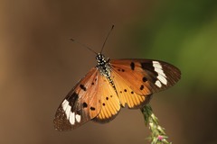 Acraea encedon encedon
