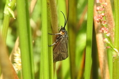 Oligotricha striata