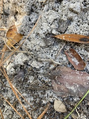 Scaphiopus holbrookii image