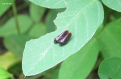 Eoscarta assimilis