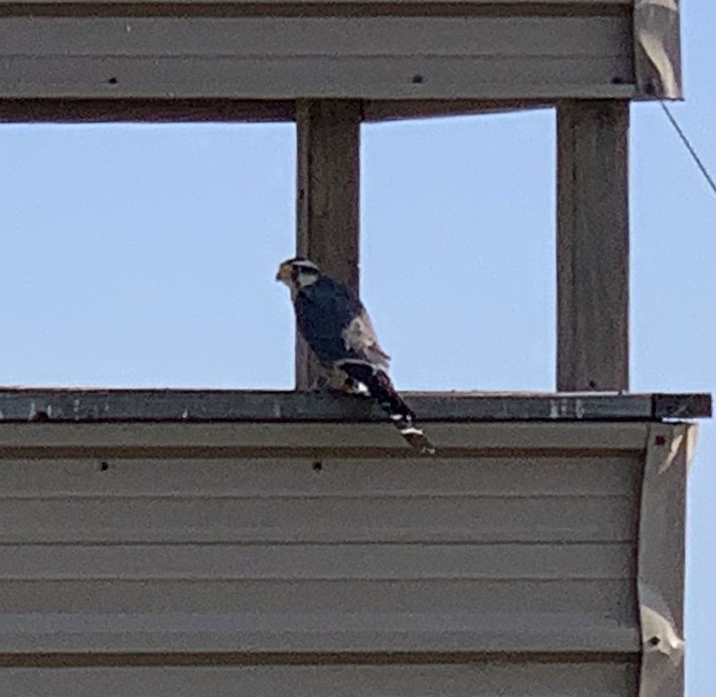 Aplomado Falcon from Aransas National Wildlife Refuge, TX, US on ...