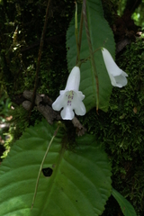 Streptocarpus wilmsii