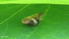 Aphrophora intermedia