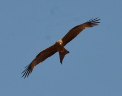 Milvus migrans parasitus