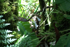 Streptocarpus wilmsii