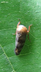 Drabescus nitobei