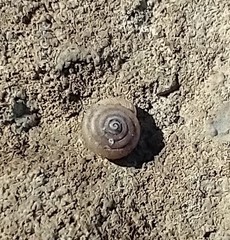 Polygyrinae