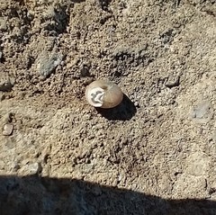 Polygyrinae