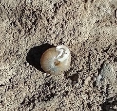 Polygyrinae