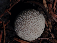 Lycoperdon subcretaceum