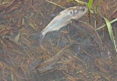 Dorosoma cepedianum