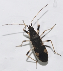 Dieuches armatipes