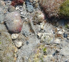 Istigobius hoesei