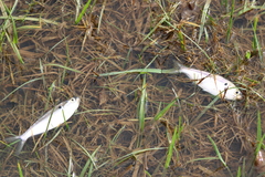 Dorosoma cepedianum