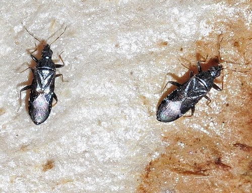Representative image of Dufouriellus ater