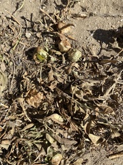 Physalis pumila hispida