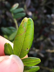 Liriomyza clianthi