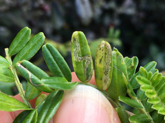 Liriomyza clianthi