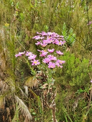 Senecio speciosissimus