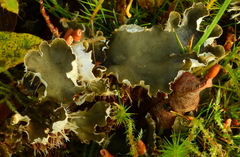 Peltigera hymenina
