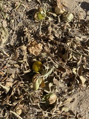 Physalis pumila hispida