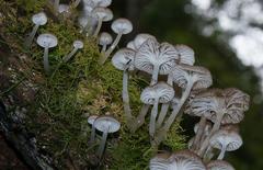 Roridomyces austrororidus