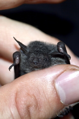 Myotis rosseti