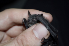 Myotis rosseti