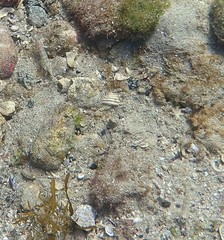 Istigobius hoesei