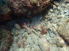 Istigobius hoesei