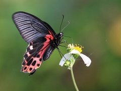 Papilio thaiwanus