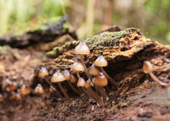 Mycena mulawaestris