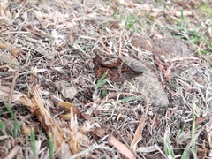 Panyapedaliodes drymaea