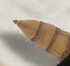 Athericidae