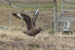 Stercorarius skua