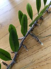 Microgramma mortoniana