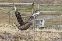 Stercorarius skua
