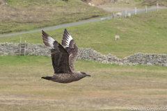 Stercorarius skua