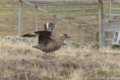 Stercorarius skua