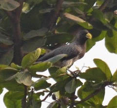 Crinifer piscator