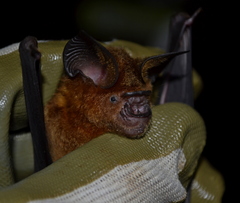 Hipposideros grandis