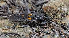 Ectomocoris chiragra